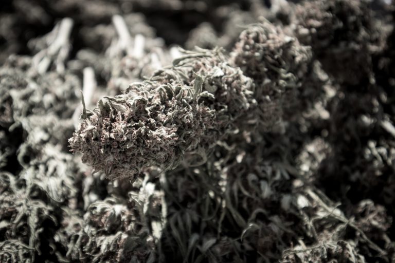 Décarboxylation CBD : temps & températures | CBD SA MER
