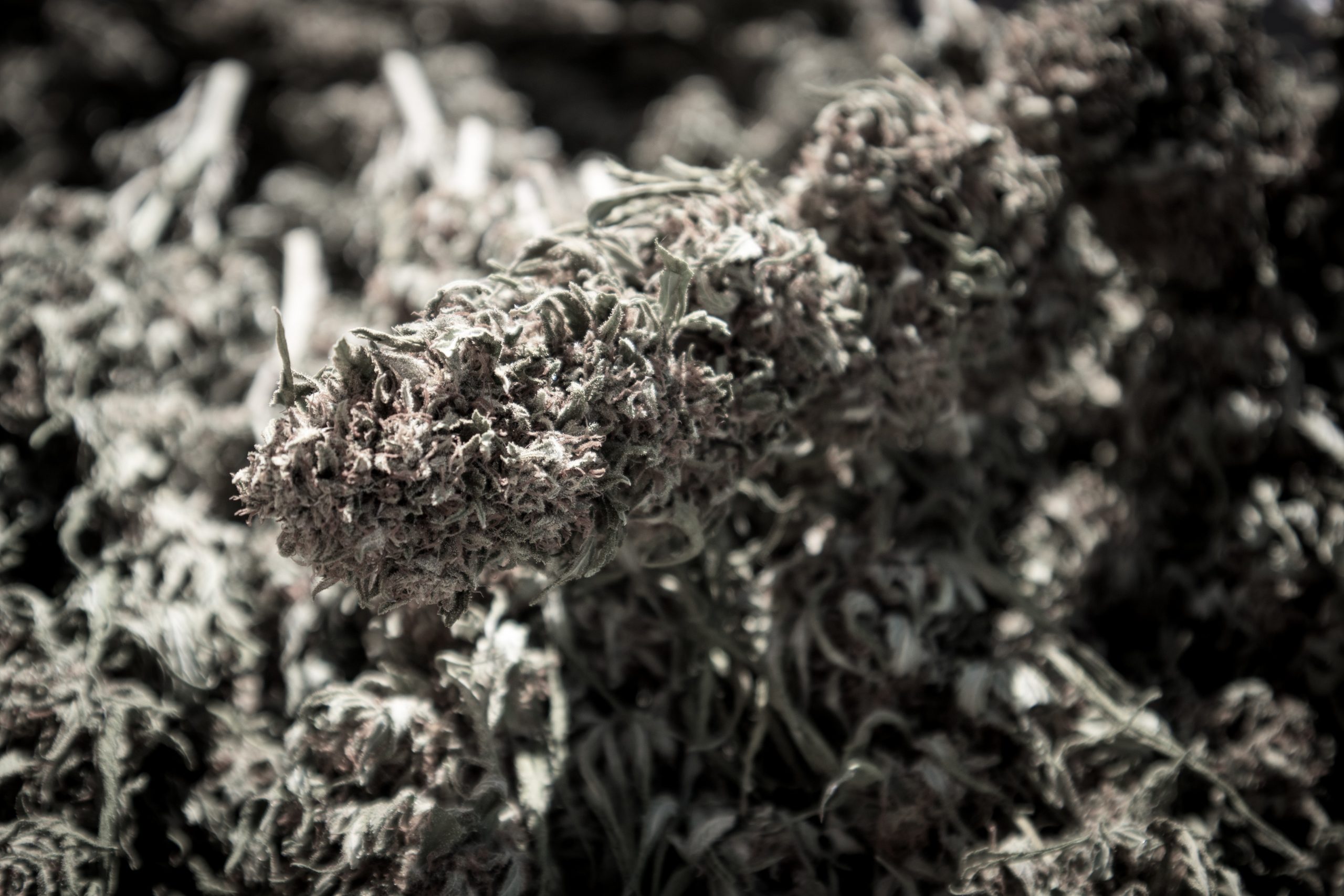 Décarboxylation CBD : temps & températures | CBD SA MER