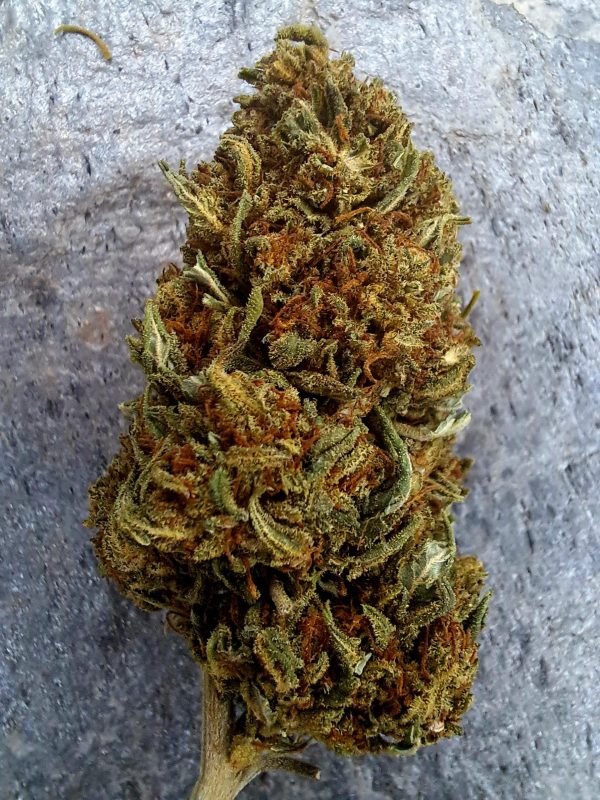 cannatonic-cbd-pas-cher Cannatonic CBD pas cher – Fleur CBD 10 % suisse naturelle
