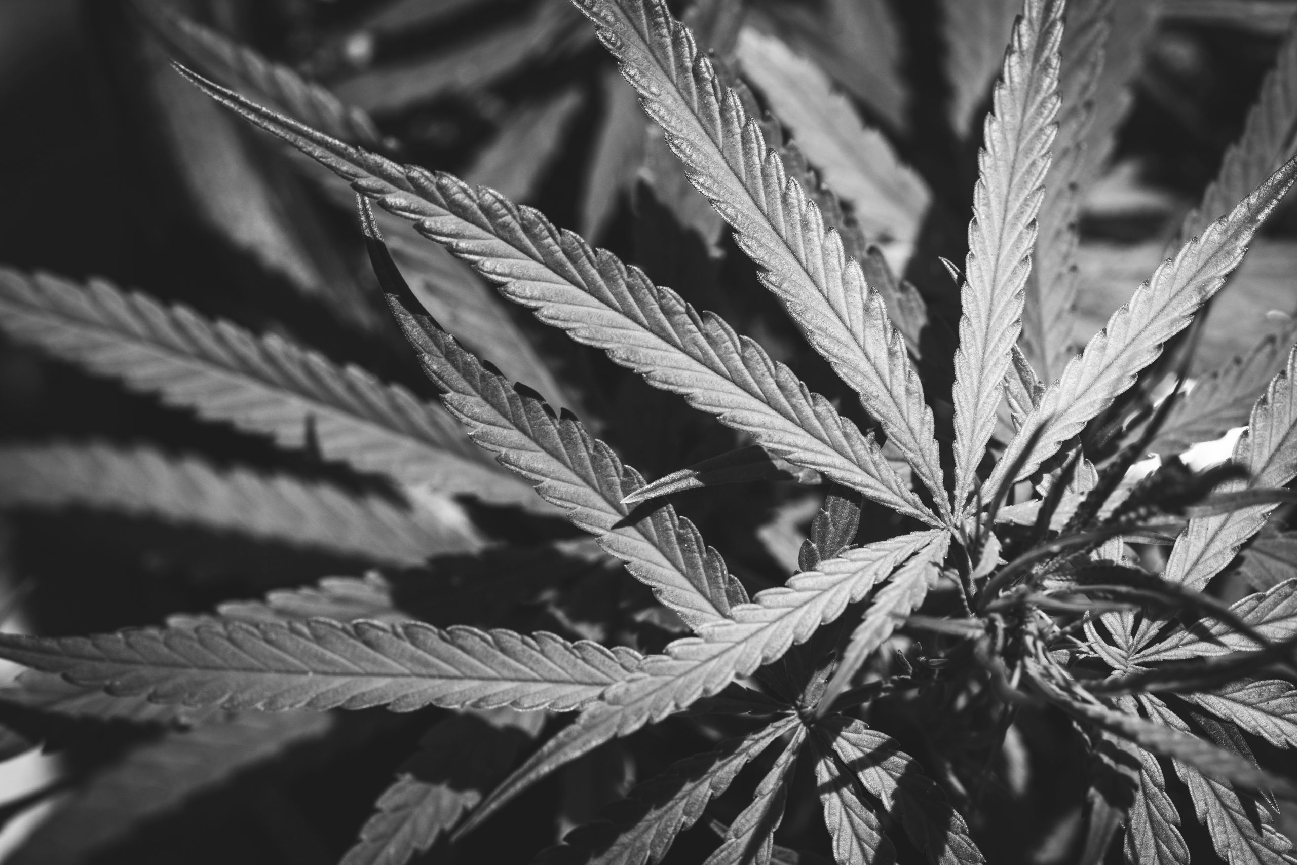 Chanvre CBD & CBG bio prêt à l'emploi – 20g