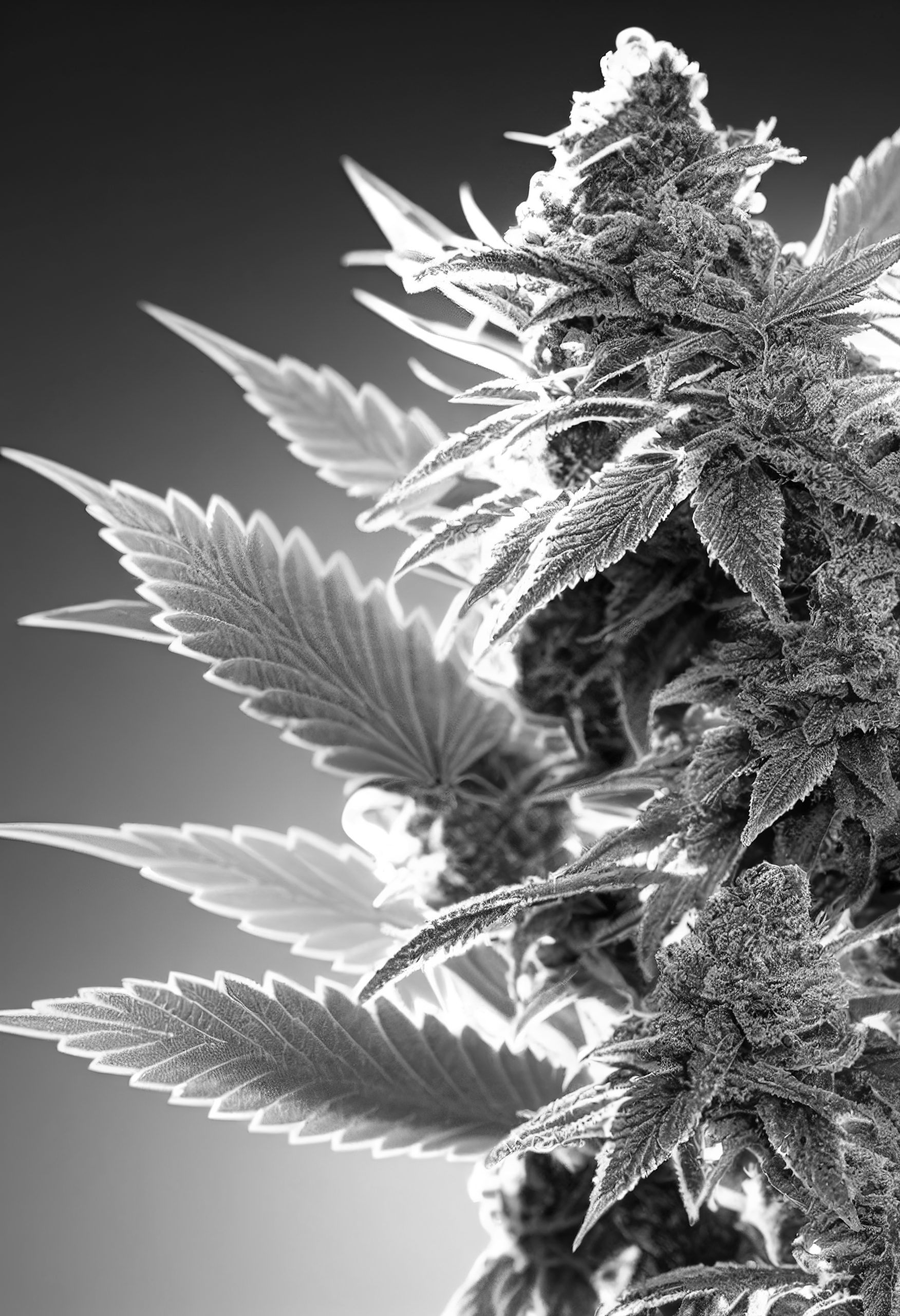 Décarboxylation CBD : temps & températures | CBD SA MER