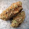 Butter Cream Gelato CBD – Big Bud – Indoor Cali