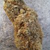 Butter Cream Gelato CBD – Big Bud – Indoor Cali