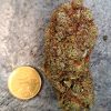 Butter Cream Gelato CBD – Big Bud – Indoor Cali
