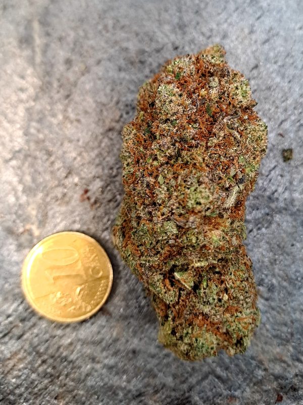 Butter Cream Gelato CBD – Big Bud – Indoor Cali